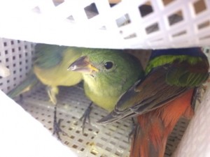 aves-aicm-profepa-2