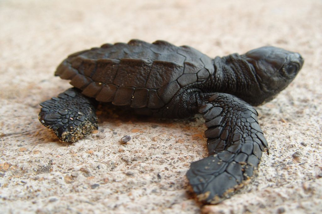 SEMAR protege a la Tortuga Golfina en Zihuatanejo, Guerrero