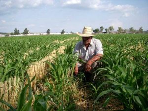 En un 39% se reducirá el presupuesto al campo en 2020