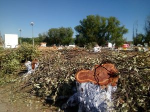 Se sancionará a quien dañe el medio ambiente: Monreal