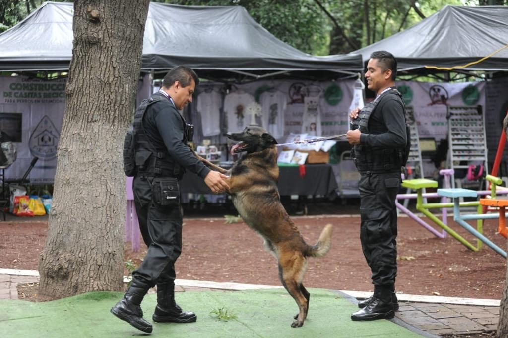 Cámara de Diputados cuenta con caninos de rastreo de explosivos