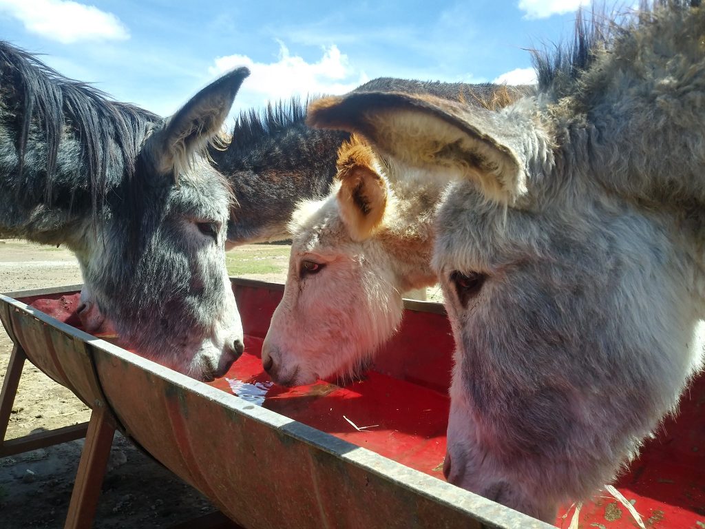 Burrolandia es un santuario en el Estado de México, que se encarga de preservar la vida de los burros