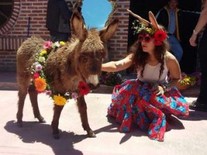 Burrolandia es un santuario en el Estado de México, que se encarga de preservar la vida de los burros