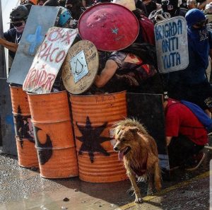 portátil Significativo Efectivamente Rucio Capucha el perro integrante de manifestaciones en Chile - Efekto TV