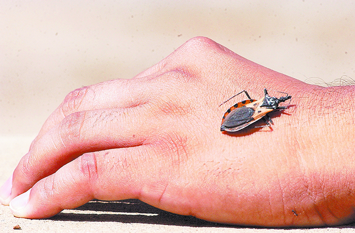 Chagas Foto: Internet